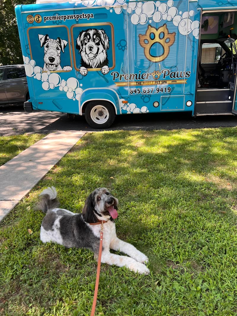 A freshly groomed grey-and-white doodle lying on the lawn in front of the branded blue van