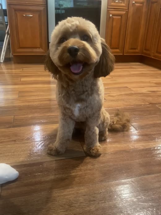 Freshly clipped apricot cockapoo with a neat rounded face trim sitting on a kitchen floor