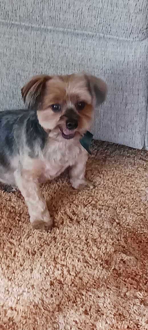 Small black-and-tan yorkie sitting on carpet after a tidy-up trim