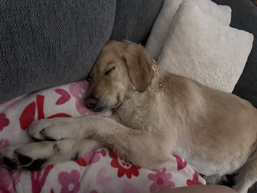 Cream golden doodle asleep on a blanket after grooming