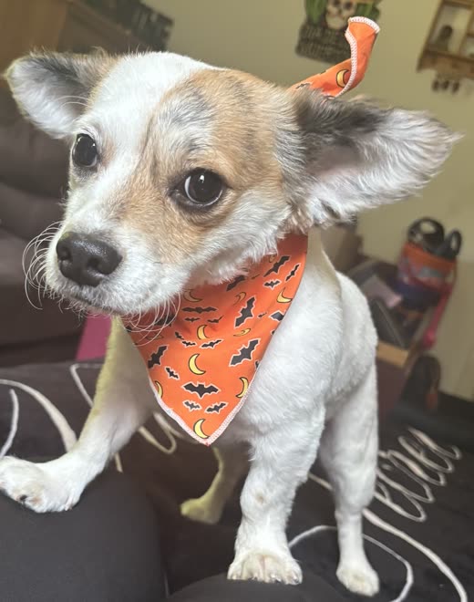Tan-and-white chihuahua mix in an orange bandana, ears up