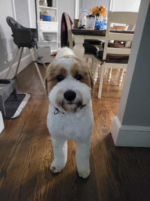 White-and-tan bernedoodle freshly bathed and trimmed, standing on a wood floor